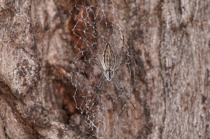 Argiope_ZZ396_D5499_Z_90_Collinsville_Australie.jpg