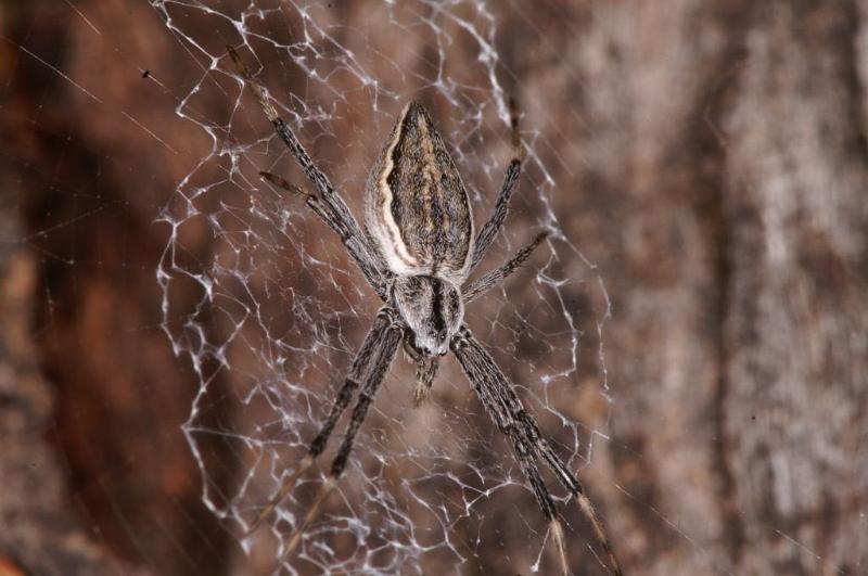 Argiope_ZZ396_D5500_Z_91_Collinsville_Australie.jpg