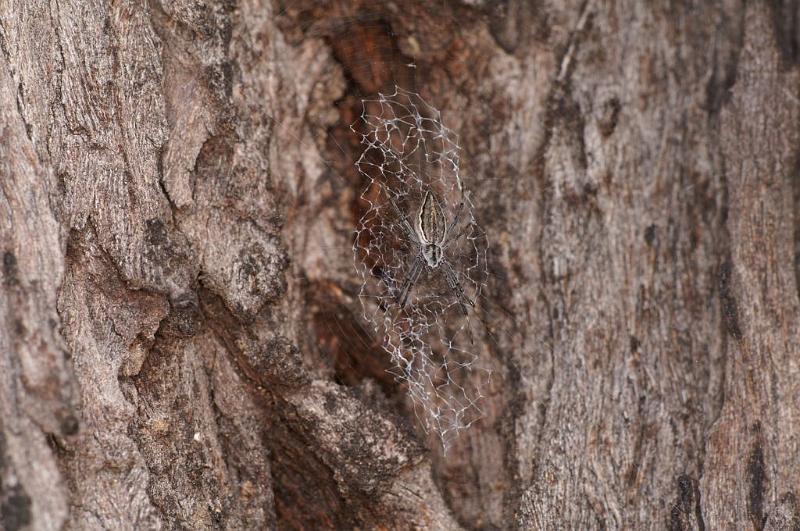 Argiope_ZZ396_D5501_Z_90_Collinsville_Australie.jpg