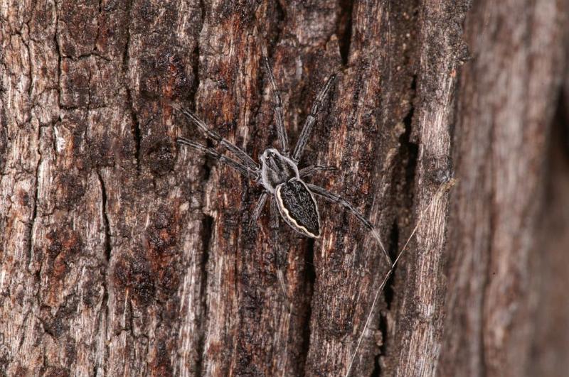 Argiope_ZZ396_D5502_Z_91_Collinsville_Australie.jpg