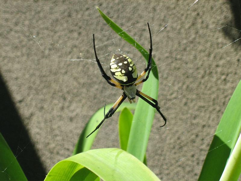 Argiope_aurantia_D3922_Z_88_-_USA.jpg