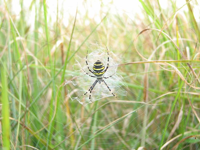 Argiope_aurantia_D3924_Z_89_-_-.jpg