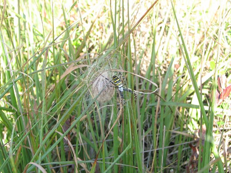 Argiope_aurantia_D3926_Z_89_-_Nederland.jpg