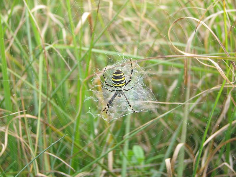 Argiope_aurantia_D3927_Z_88_-_Nederland.jpg