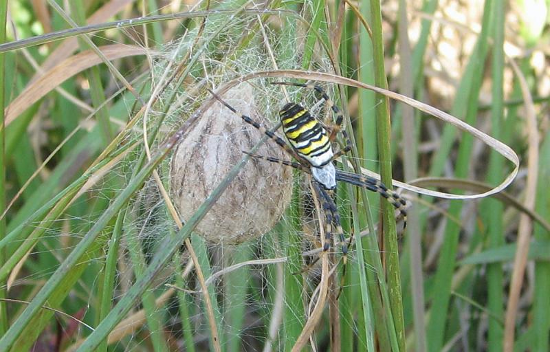 Argiope_bruennichi_D3925_Z_90_-_Nederland.jpg