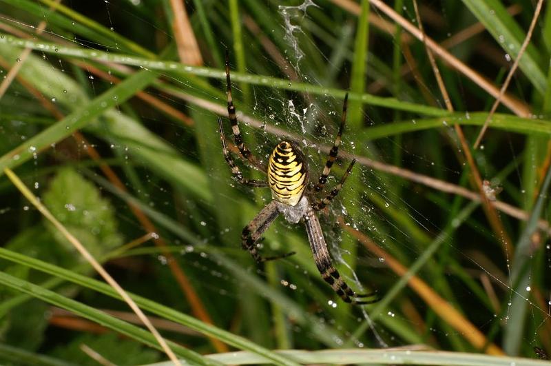 Argiope_bruennichi_D7509_Z_87_Waterleidingduinen_Nederland.jpg