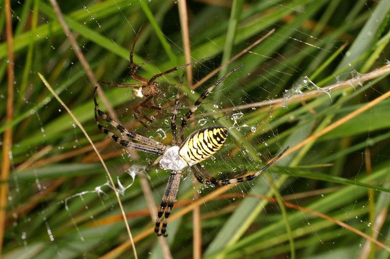 Argiope_bruennichi_D7512_Z_88_Waterleidingduinen_Nederland.jpg