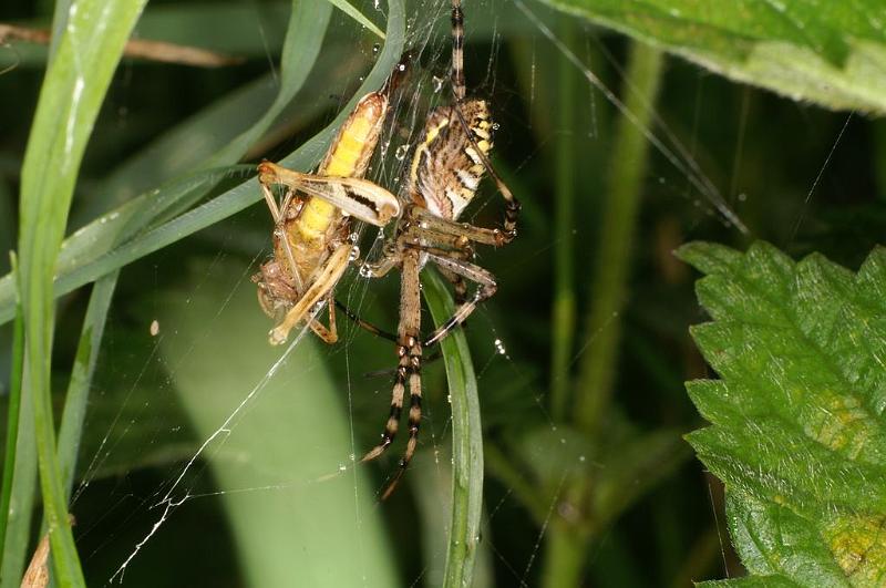 Argiope_bruennichi_D7518_Z_88_Waterleidingduinen_Nederland.jpg