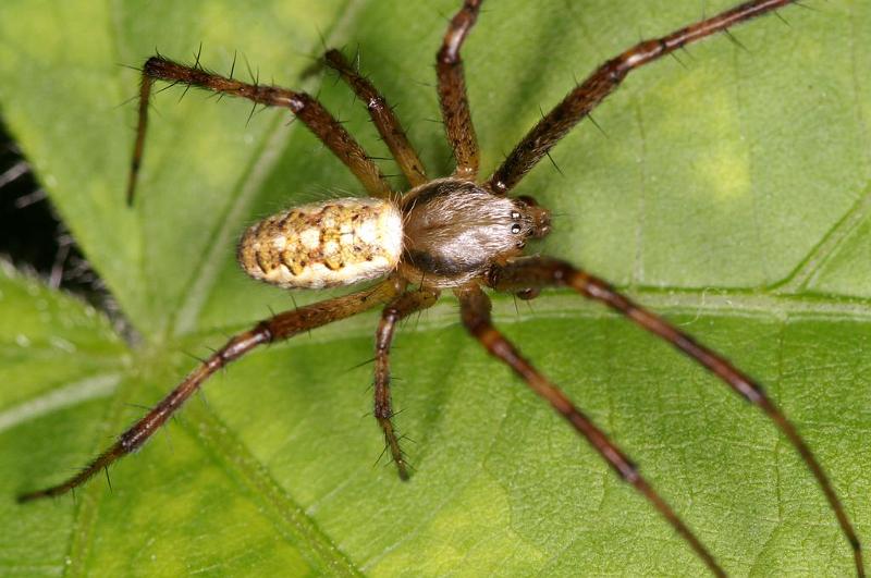 Argiope_bruennichi_D7523_Z_89_Waterleidingduinen_Nederland.jpg