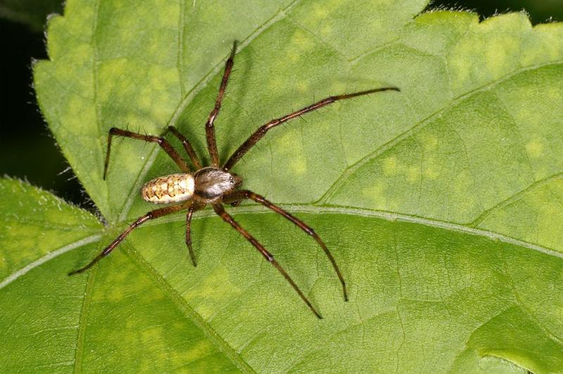 Argiope_bruennichi_D7524_Z_90_Waterleidingduinen_Nederland.jpg