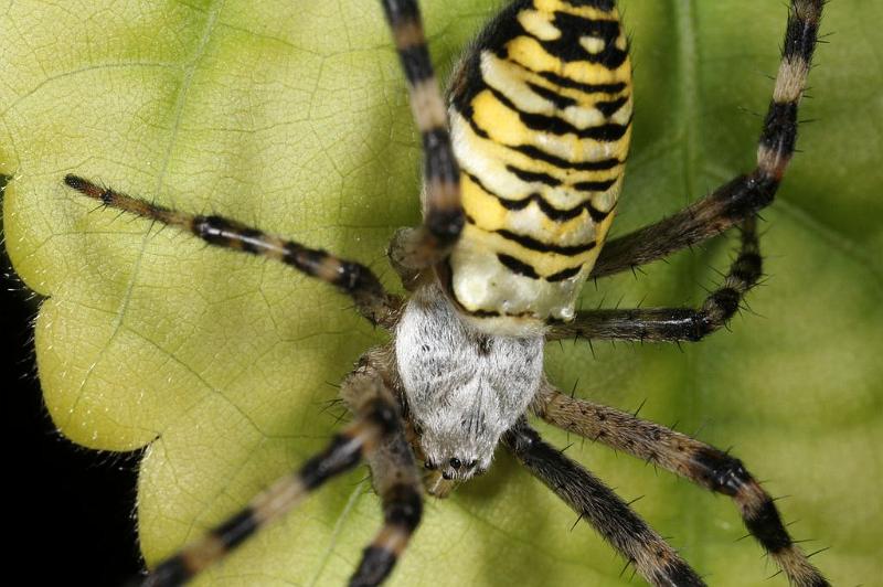 Argiope_bruennichi_D7525_Z_89_Waterleidingduinen_Nederland.jpg