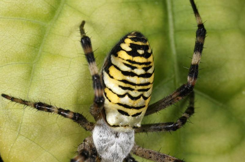 Argiope_bruennichi_D7526_Z_88_Waterleidingduinen_Nederland.jpg