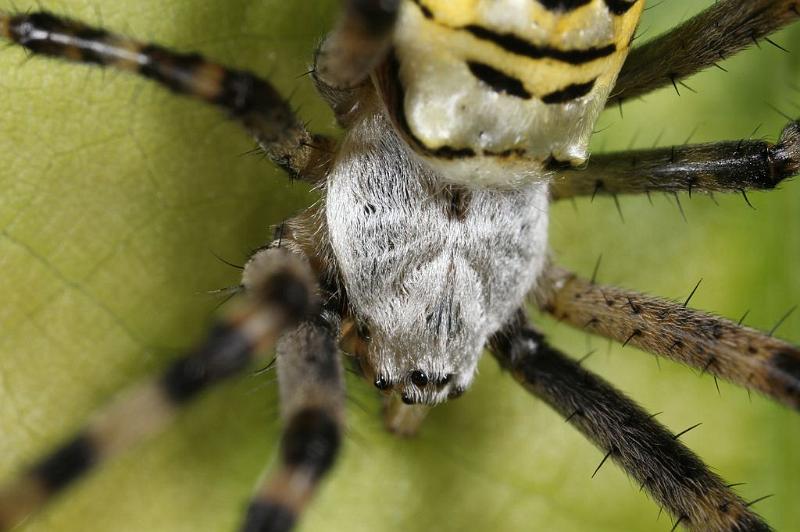 Argiope_bruennichi_D7527_Z_89_Waterleidingduinen_Nederland.jpg