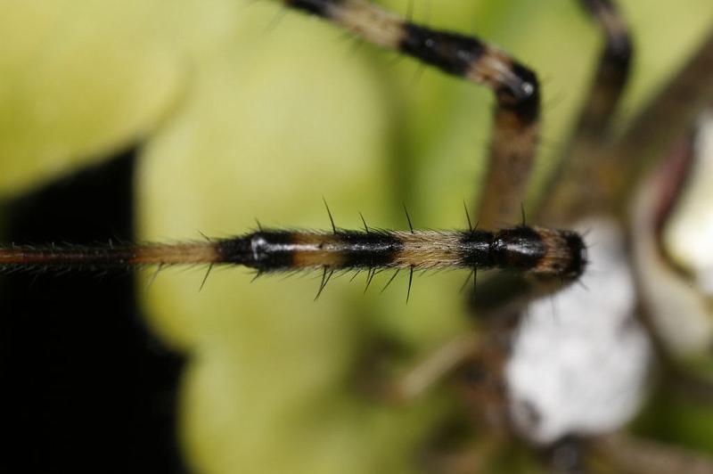 Argiope_bruennichi_D7530_Z_88_Waterleidingduinen_Nederland.jpg