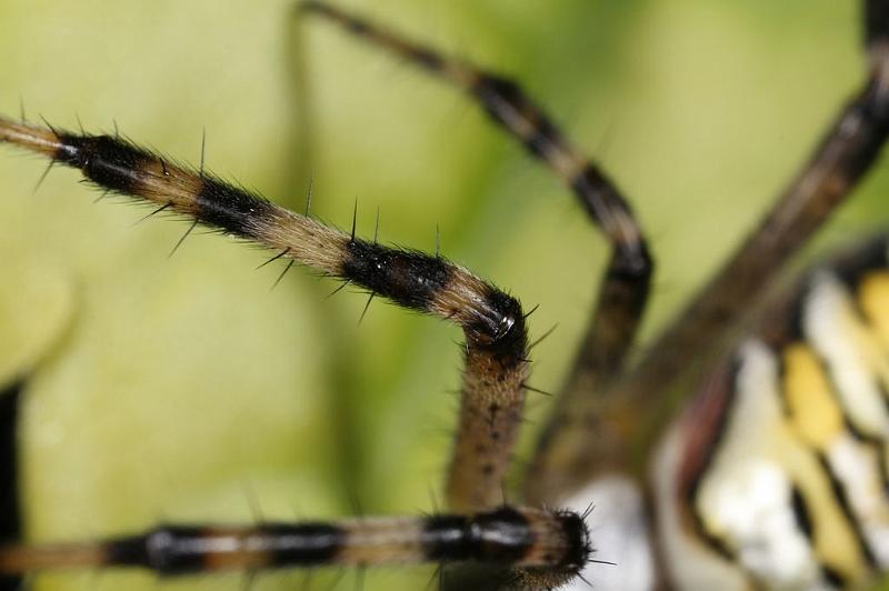 Argiope_bruennichi_D7531_Z_88_Waterleidingduinen_Nederland.jpg