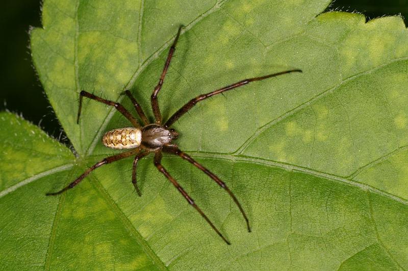 Argiope_bruennichi_D7532_Z_89_Waterleidingduinen_Nederland.jpg