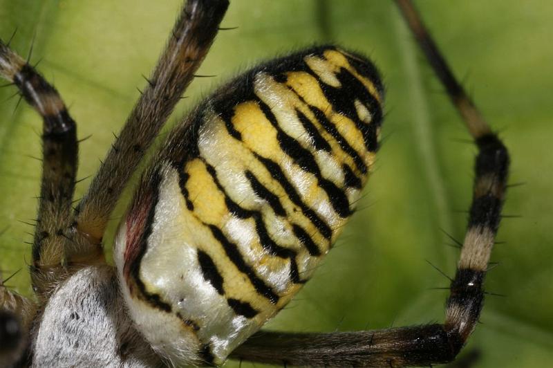 Argiope_bruennichi_D7533_Z_89_Waterleidingduinen_Nederland.jpg