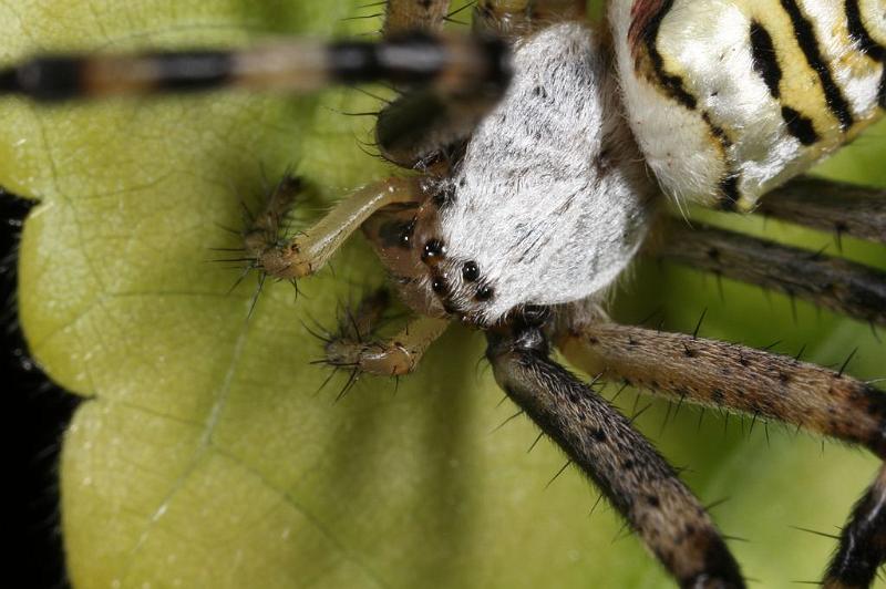 Argiope_bruennichi_D7534_Z_89_Waterleidingduinen_Nederland.jpg