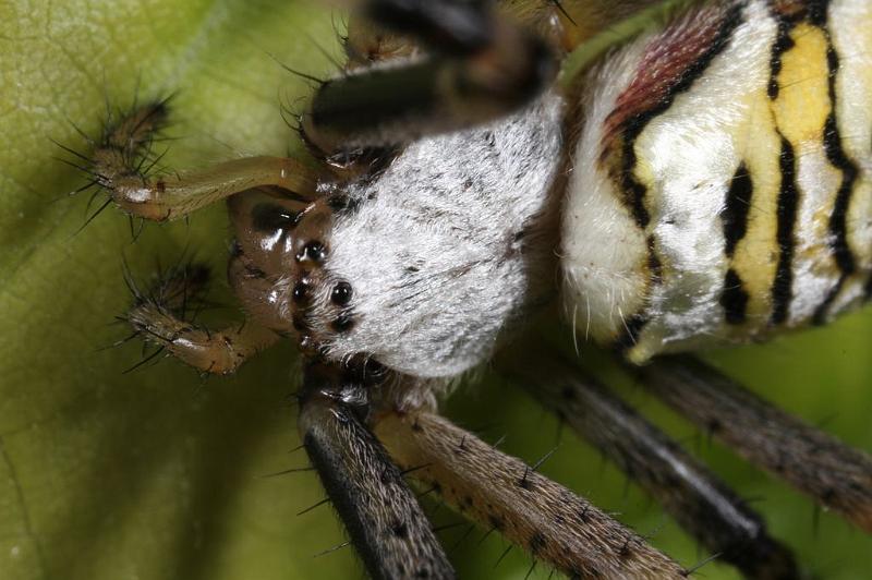 Argiope_bruennichi_D7535_Z_90_Waterleidingduinen_Nederland.jpg