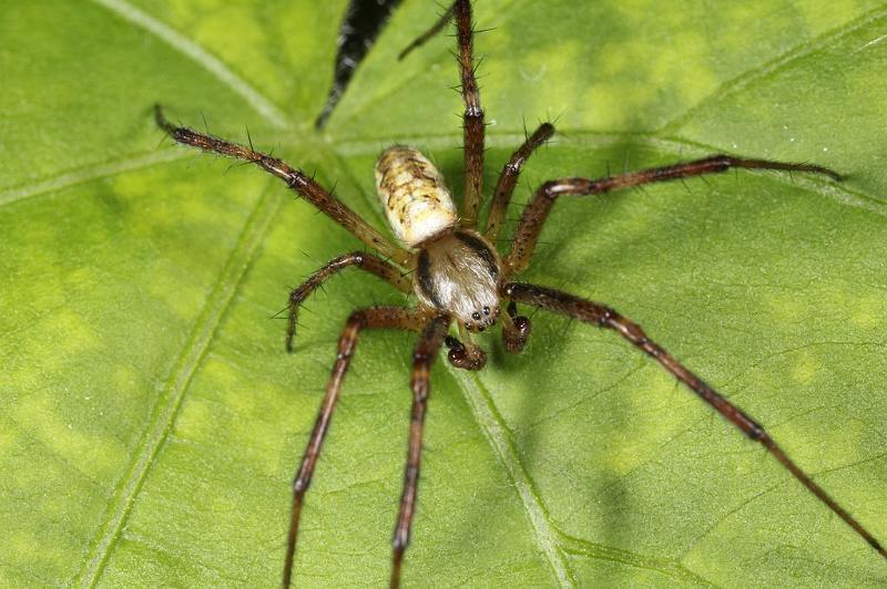 Argiope_bruennichi_D7536_Z_89_Waterleidingduinen_Nederland.jpg