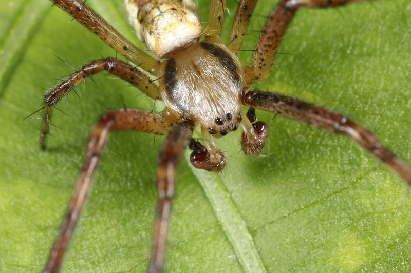 Argiope_bruennichi_D7537_Z_90_Waterleidingduinen_Nederland.jpg