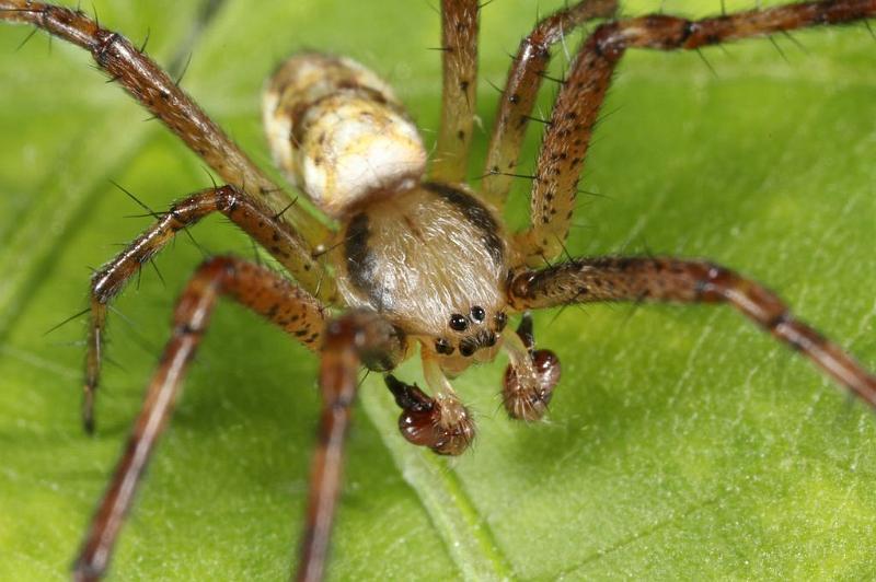 Argiope_bruennichi_D7538_Z_90_Waterleidingduinen_Nederland.jpg