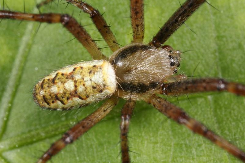 Argiope_bruennichi_D7539_Z_90_Waterleidingduinen_Nederland.jpg