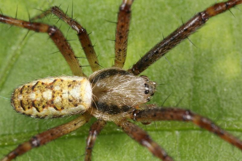 Argiope_bruennichi_D7540_Z_89_Waterleidingduinen_Nederland.jpg