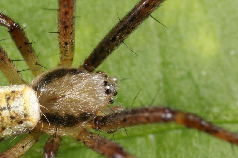 Argiope_bruennichi_D7541_Z_89_Waterleidingduinen_Nederland.jpg