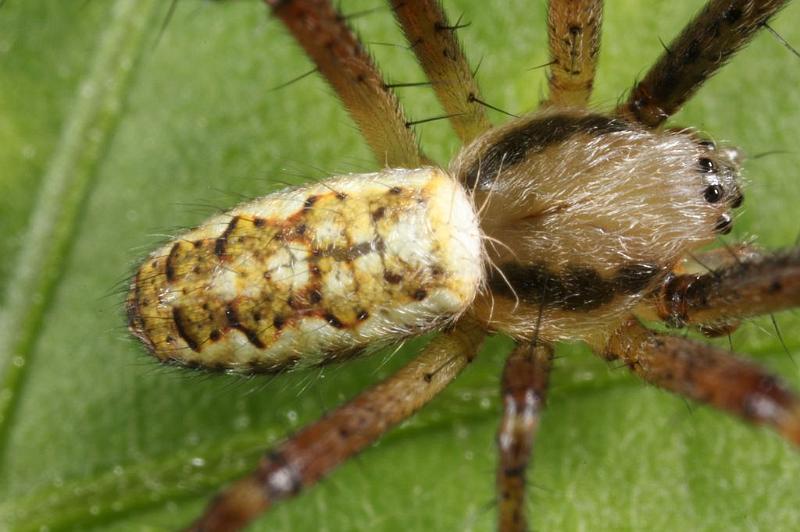 Argiope_bruennichi_D7542_Z_89_Waterleidingduinen_Nederland.jpg