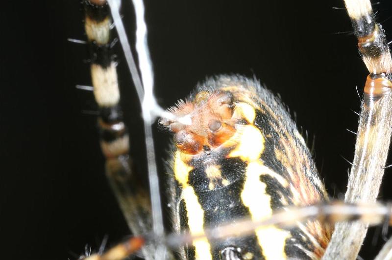 Argiope_bruennichi_D7545_Z_83_Waterleidingduinen_Nederland.jpg