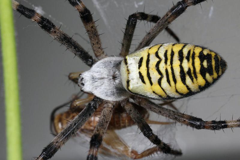 Argiope_bruennichi_D7547_Z_89_Waterleidingduinen_Nederland.jpg