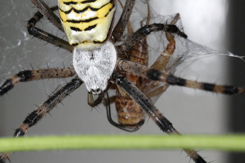 Argiope_bruennichi_D7548_Z_89_Waterleidingduinen_Nederland.jpg