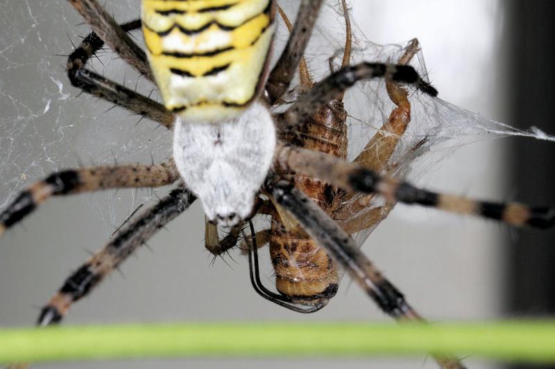 Argiope_bruennichi_D7549_Z_82_Waterleidingduinen_Nederland.jpg