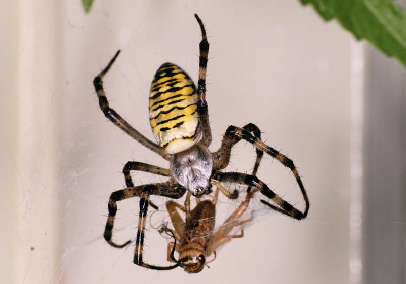 Argiope_bruennichi_D7551_Z_88_Waterleidingduinen_Nederland.jpg