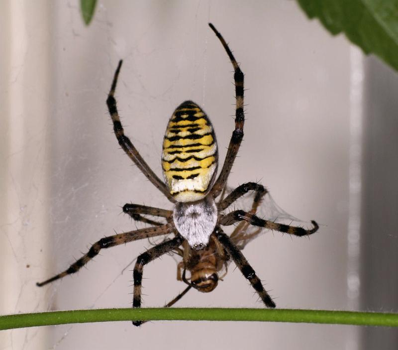 Argiope_bruennichi_D7552_Z_88_Waterleidingduinen_Nederland.jpg