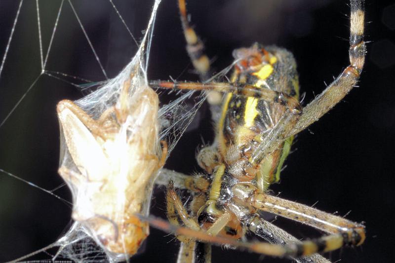 Argiope_bruennichi_D7553_Z_89_Waterleidingduinen_Nederland.jpg