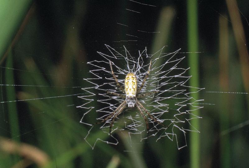 Argiope_bruennichi_P0121_Z_90_-_Frankrijk.jpg