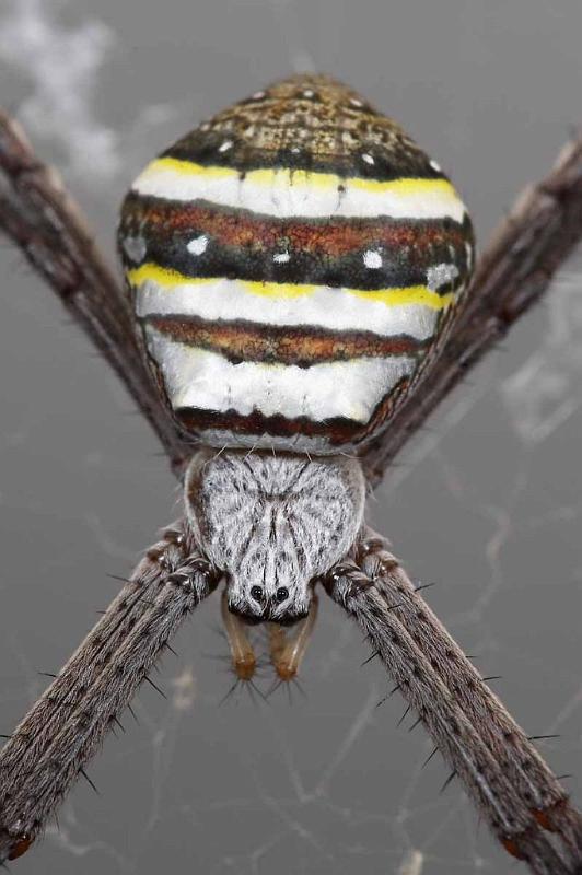 Argiope_keyserlingi_D4011_Z_89_Sydney_Australie.jpg