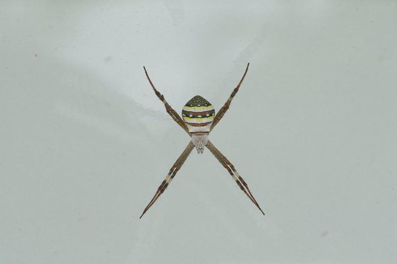 Argiope_keyserlingi_D4154_Z_85_Nudgee_Australie.jpg