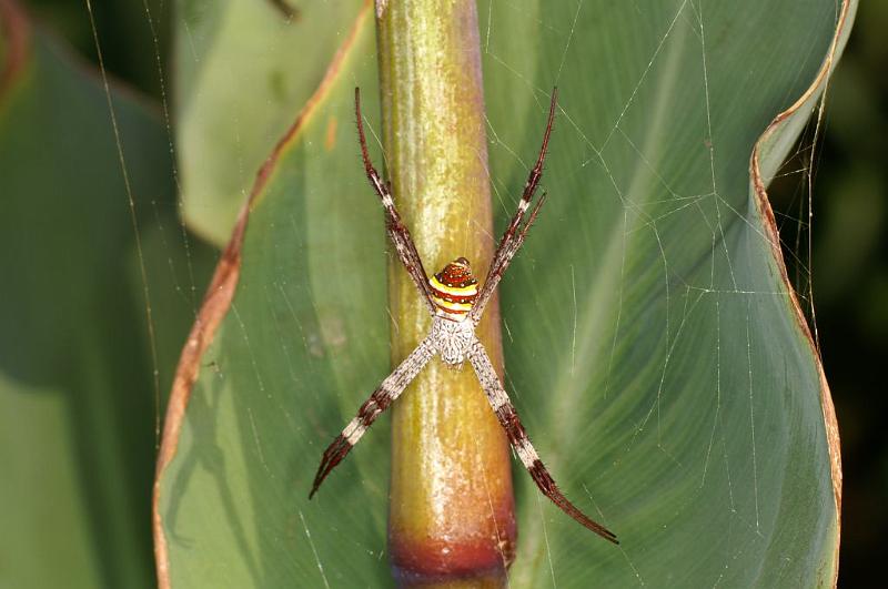 Argiope_keyserlingi_D5377_Z_93_Giru_Australie.jpg