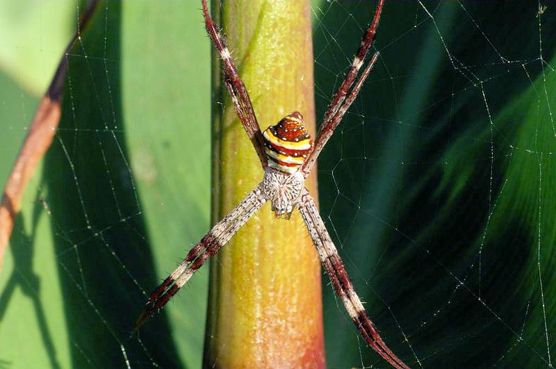 Argiope_keyserlingi_D5379_Z_90_Giru_Australie.jpg