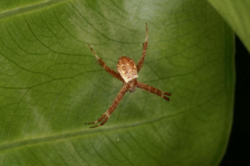 Argiope_keyserlingi_D5390_Z_90_Giru_Australie.jpg