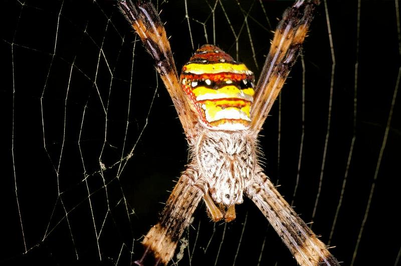 Argiope_keyserlingi_D5480_Z_91_Giru_Australie.jpg