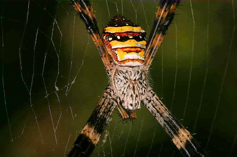 Argiope_keyserlingi_D5481_Z_91_Giru_Australie.jpg