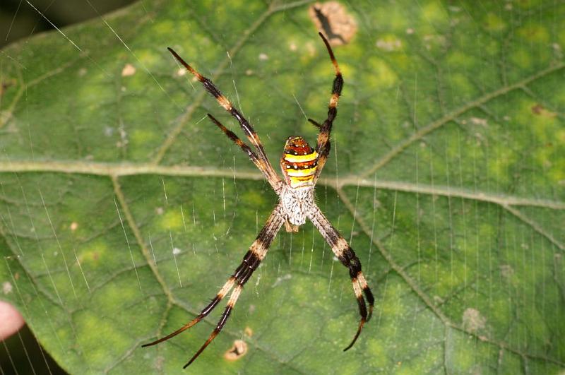 Argiope_keyserlingi_D5482_Z_90_Giru_Australie.jpg