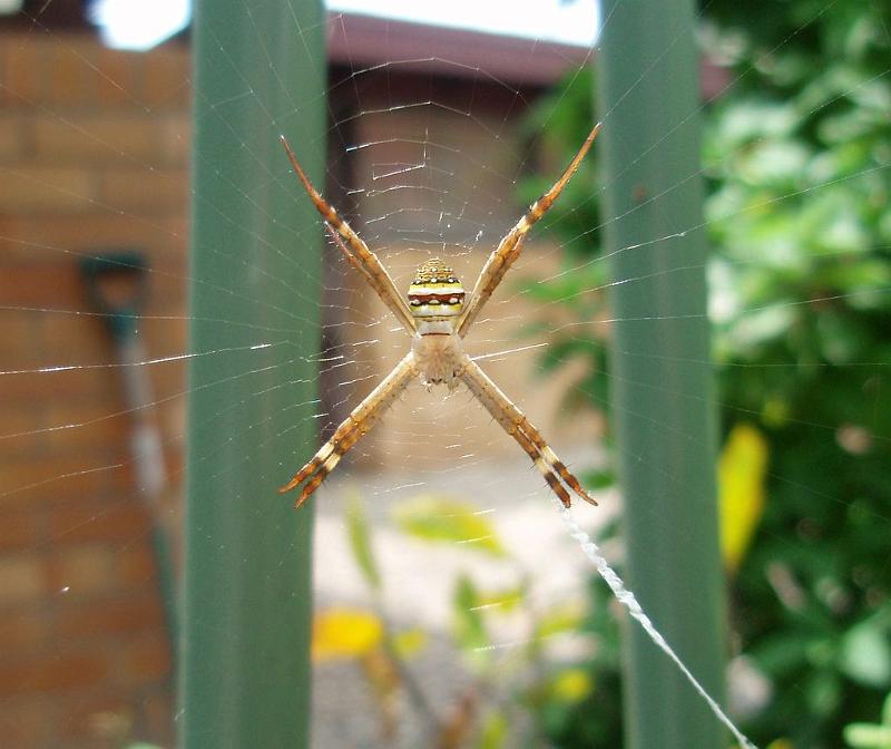 Argiope_keyserlingi_D6279_Z_90_Brisbane_Australie.jpg