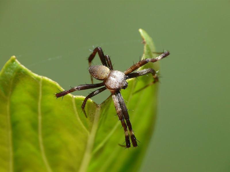 Argiope_keyserlingi_D6499_Z_88_Brisbane_Australie.jpg