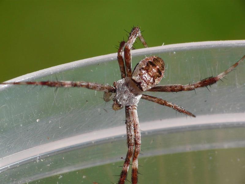 Argiope_keyserlingi_D6767_Z_89_Brisbane_Australie.jpg