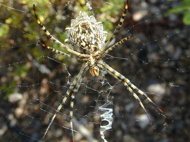 Argiope_lobata_D3793_Z_85_-_-.jpg